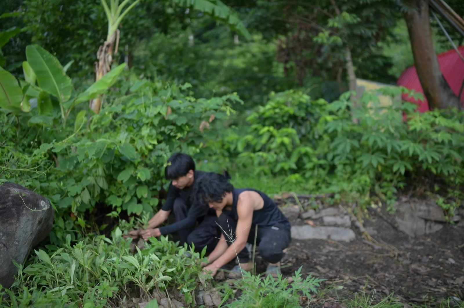 Two young people planting saplings on a forested slope