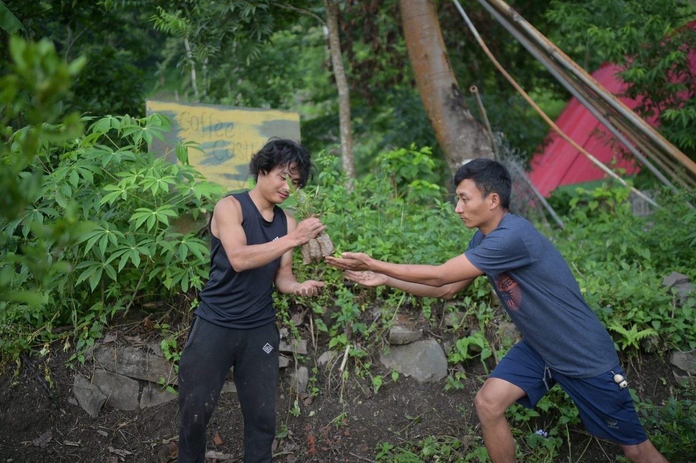 Two young men passing a sapling to each other on a forested slope