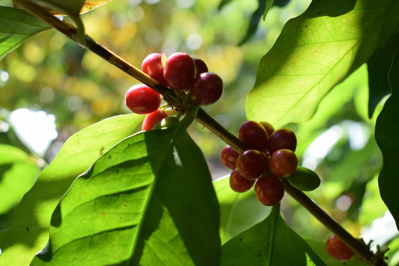 Ripe red Arabica cherries on the branch