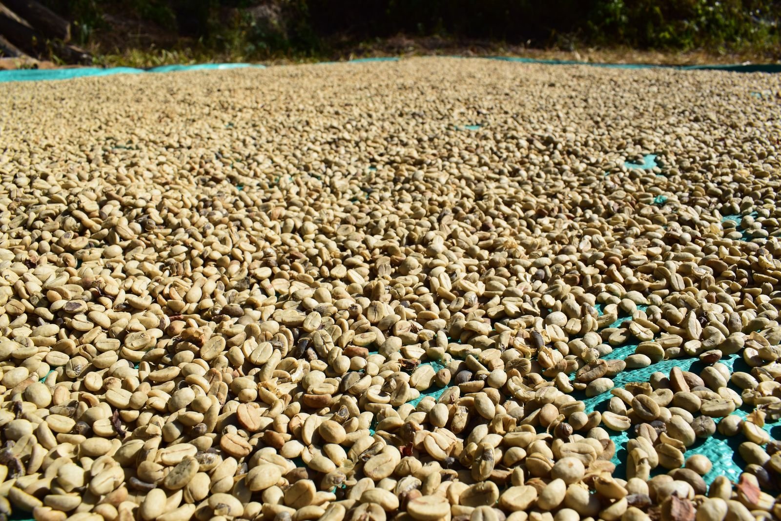 Parchment coffee drying on tarpaulin in the sun