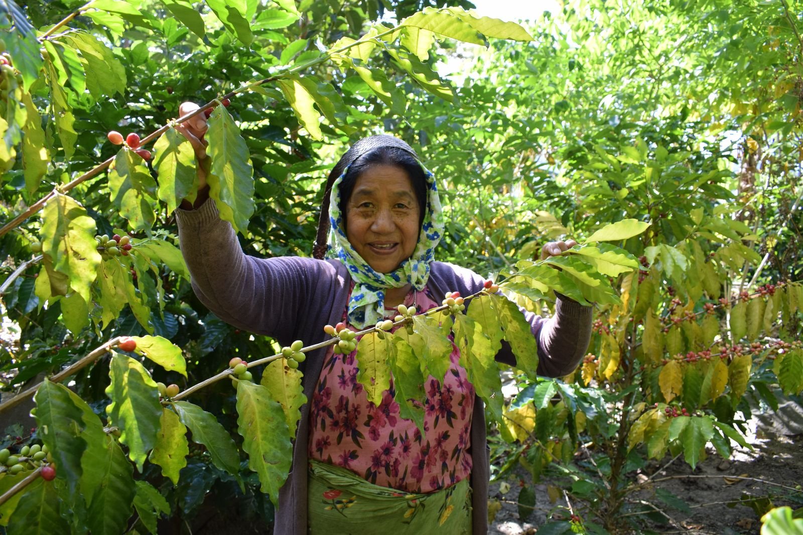 A farmer holding up fruiting coffee branches in her shade-grown farm