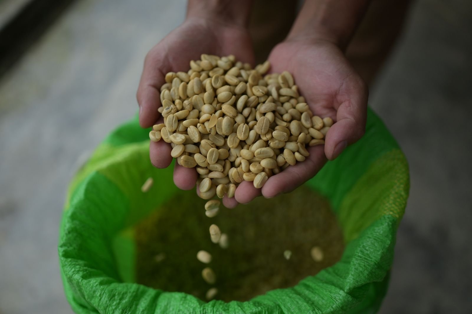 Hands holding green coffee beans over a sack