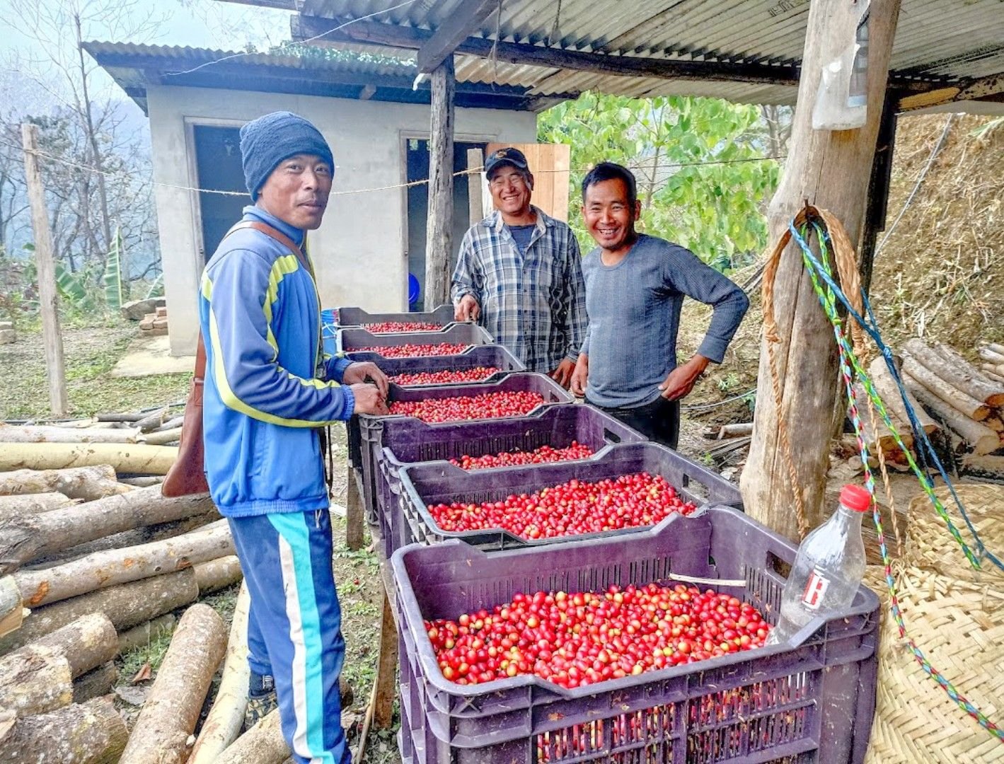 Three farmers with crates of freshly picked coffee cherry