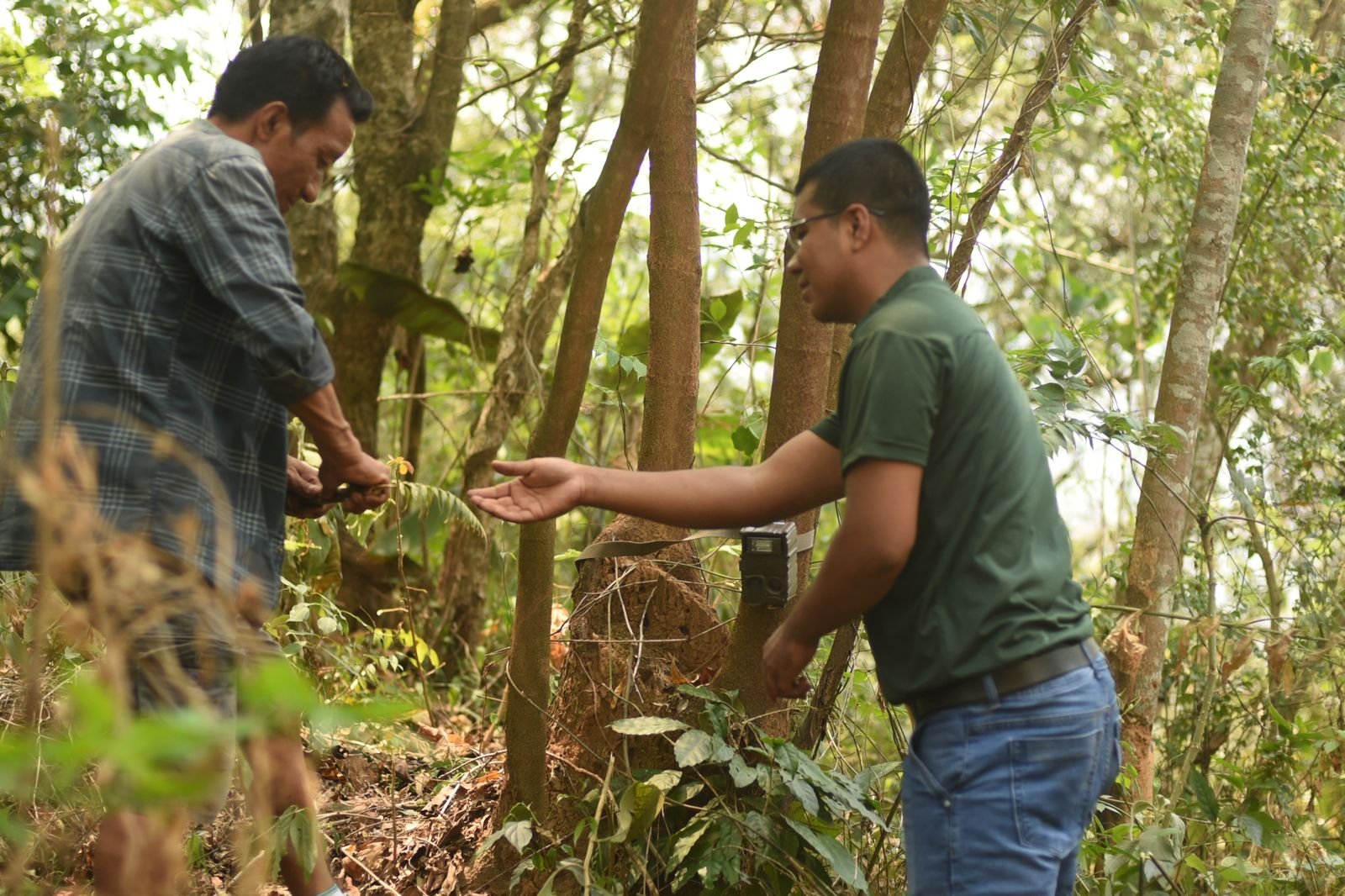 Two men fixing a wildlife camera trap to a tree