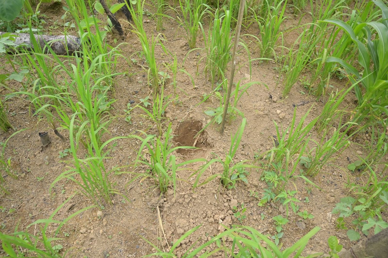 A young seedling established on a slope