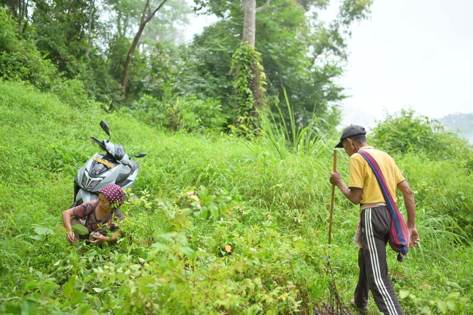 Carrying seedlings up a slope