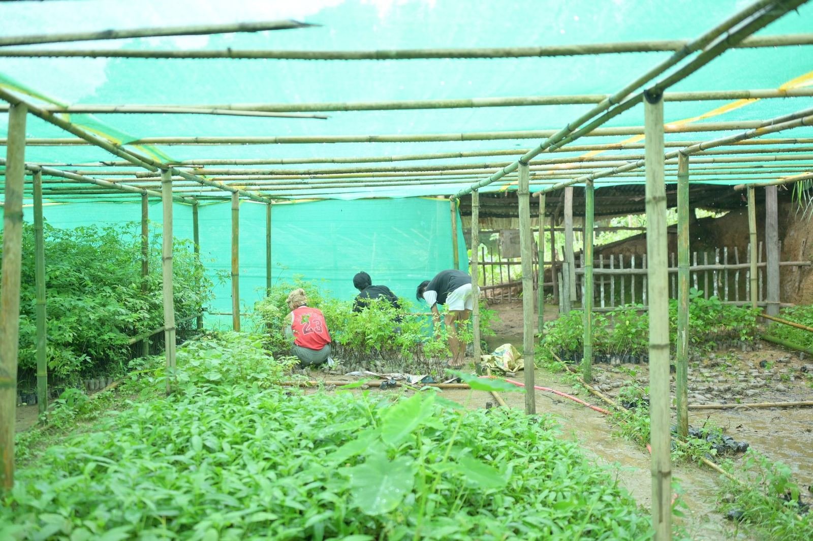 Seedlings under a shade net in a community nursery
