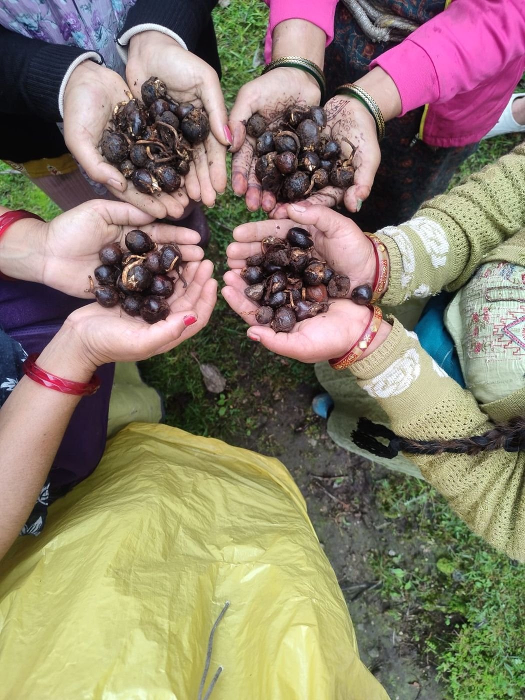 Four pairs of hands holding freshly collected tree seed
