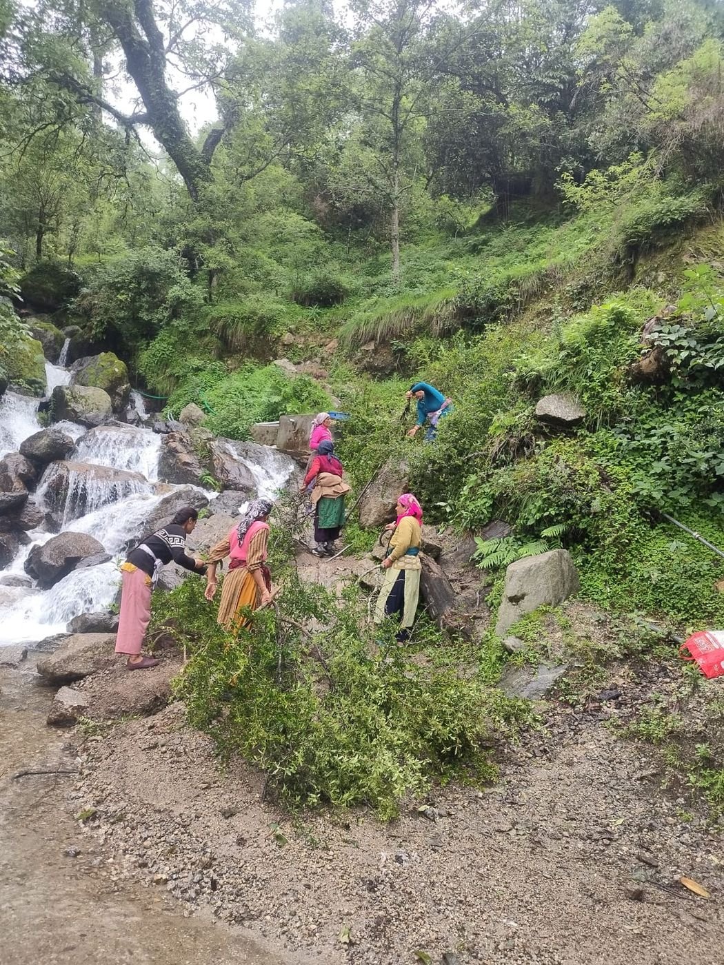 Women collecting seed from cut branches beside a forest stream