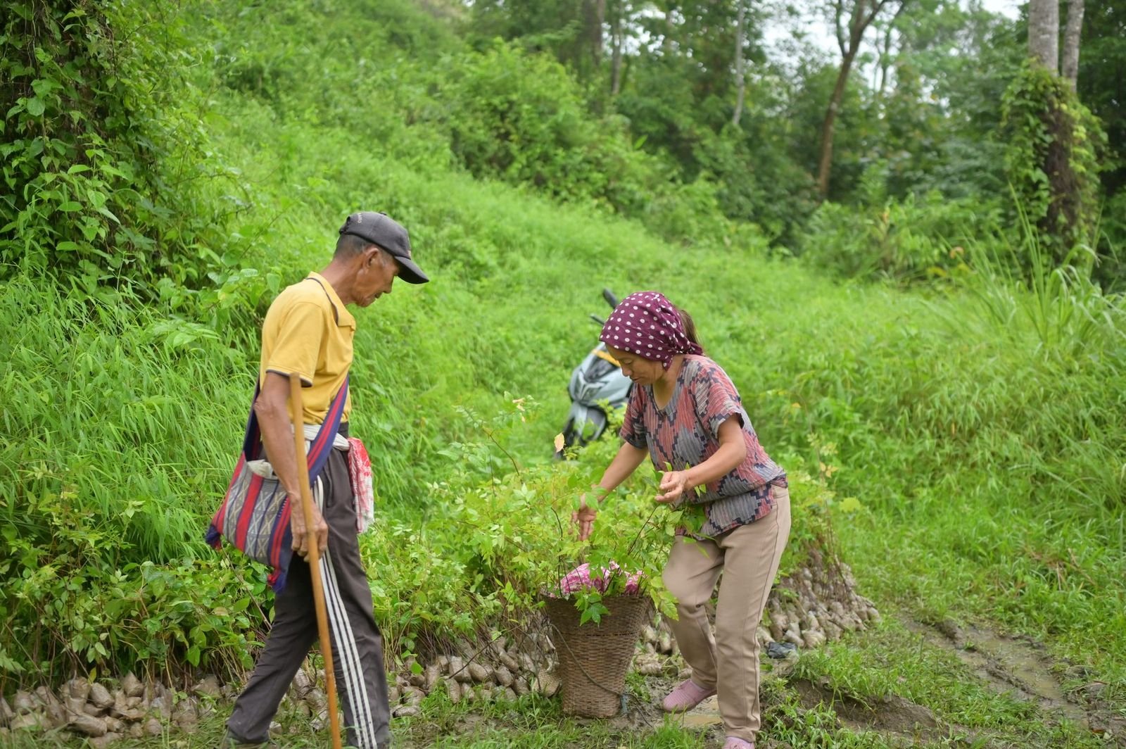 Two people carrying seedlings across a grassy slope