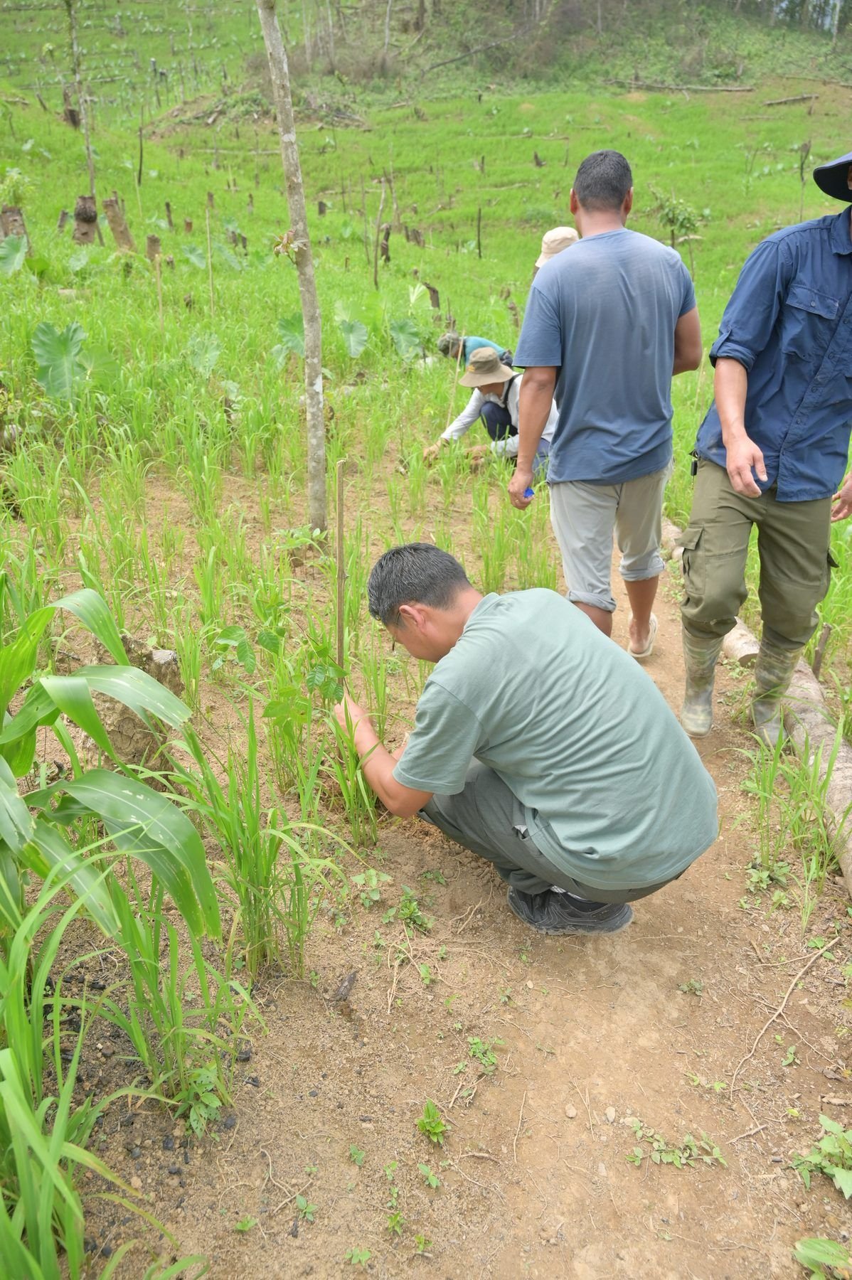 A community member planting a seedling in tall grass