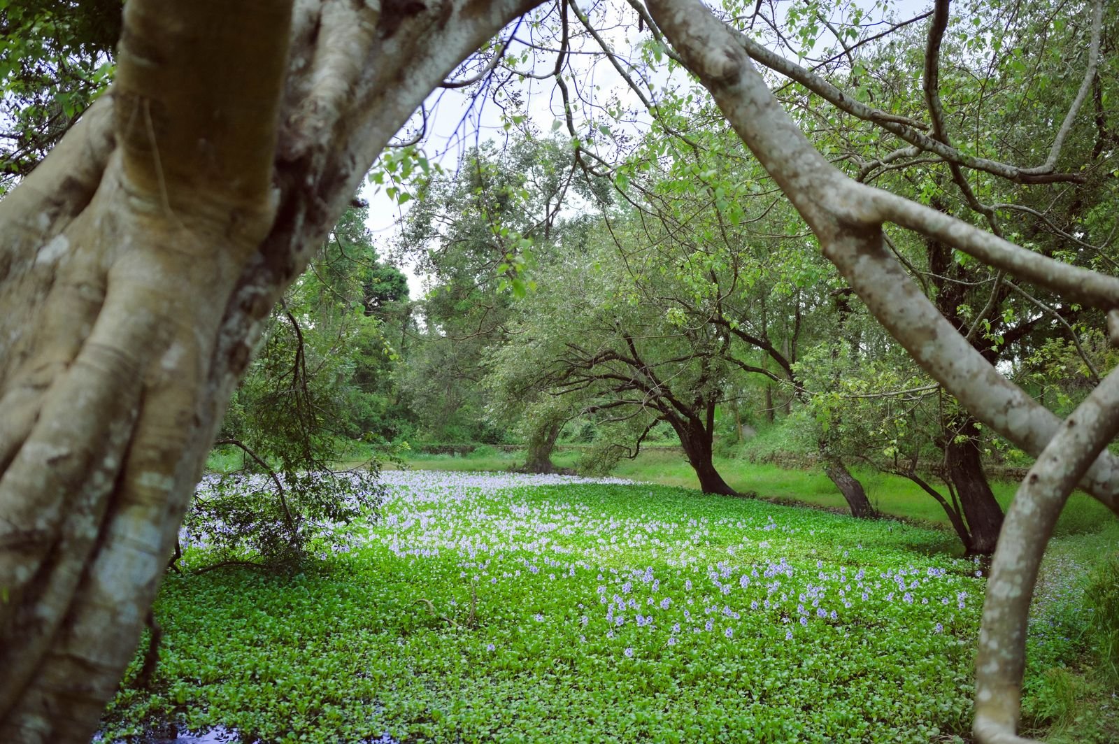 Old trees arching over a wetland covered in flowering water hyacinth in the Sendenyu reserve