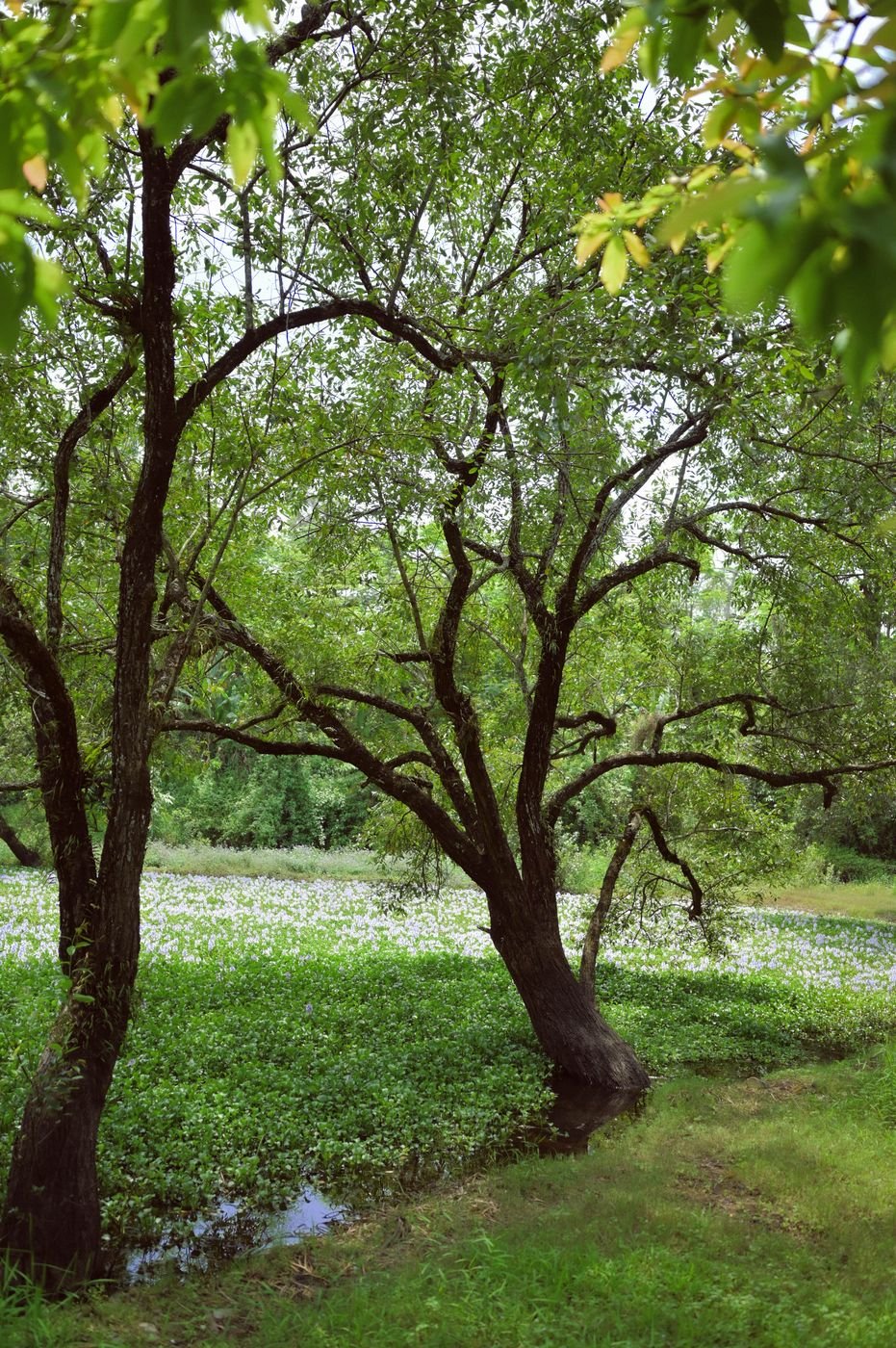 Old trees standing in a wetland covered in water hyacinth